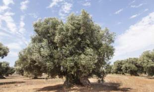 Comprar oliveira centenária é com a AMP Engenharia