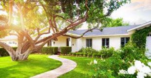 3 maneiras de manter árvores em áreas residenciais