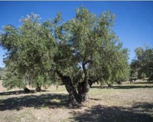 Saiba onde fazer um paisagismo com oliveiras