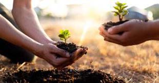 Quais as plantas ideias para um bom projeto de arborização