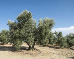 A AMP Engenharia oferece ótimos preços de oliveira centenária