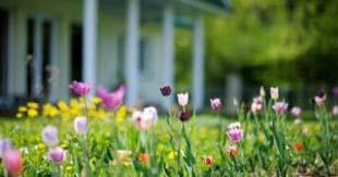 5 tipos de grama ideais para jardins domésticos