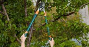 3 maneiras de manter árvores em áreas residenciais