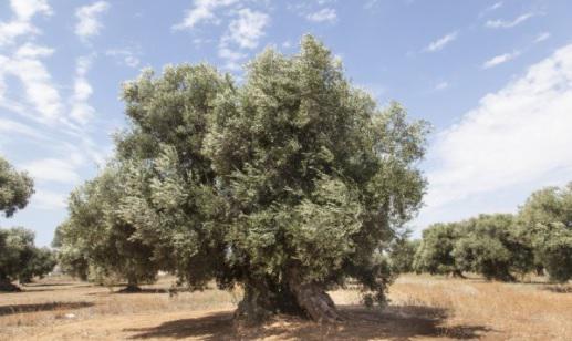 Comprar oliveira centenária